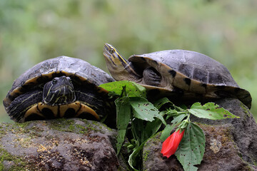 Two red eared slider tortoises are basking on the moss-covered ground on the riverbank. This...