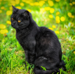 Black cat in the grass springtime - 559123786