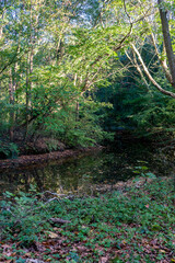 Netherlands, Hague, Haagse Bos, pond in the forest