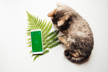 phone with green background and cat. High quality photo