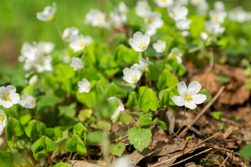 Oxalis or Wood sorrel blossoming white flowers in spring