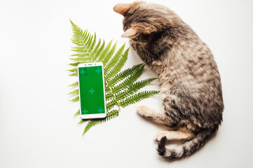 phone with green background and cat. High quality photo