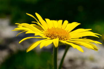 Yellow daisy flower