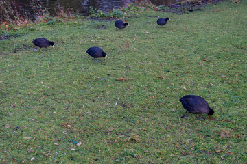 Netherlands, Hague, Haagse Bos, birds on grass