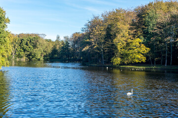 Netherlands, Hague, Haagse Bos, lake with swan in a forest