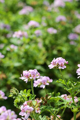 Fototapeta premium Pelargonium graveolens, Jardim Botânico do Porto, Portugal