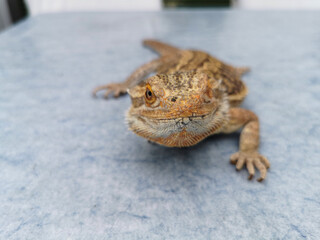 Bearded Dragon