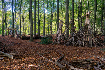 Netherlands, Hague, Haagse Bos, het huttenbos trees in the forest