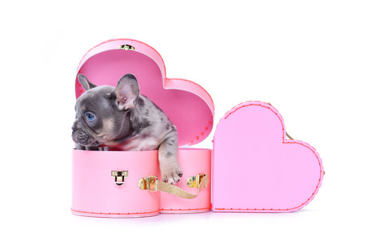 French Bulldog dog puppy in Valentine's Day trunk box in shape of pink heart on white background