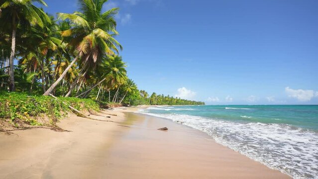 Summer vacation on the Dominican palm beach Avero Alto. Bright palm trees along the sea coast. Transparent waves of the Caribbean Sea on yellow sand. Tropical paradise concept. Place of attraction.