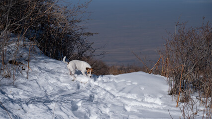 Jack Russell Terrier dog running through snowdrifts. 