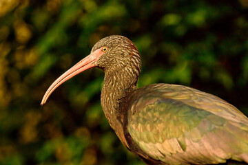 The glossy ibis is a heron-like bird with a long, curving beak with pale red thin down-curved beak and shiny bottle-green and bronze wings.