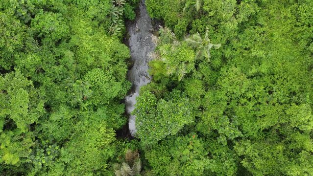 Rainforest