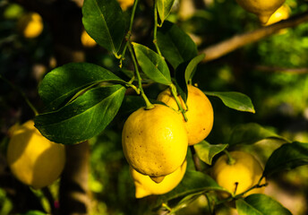 Lemon tree. Ripe lemons hanging on a tree. Growing a lemon. Mature lemons on tree. Selective focus and close up. Catalonia, Spain
