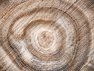 Naklejka premium Wooden background. A radial, circular cut of a tree. Natural abstract background. Macro texture of the tree.
