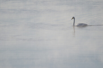 Whooper swan Cygnus cygnus on the Kushiro River. Kushiro. Hokkaido. Japan.