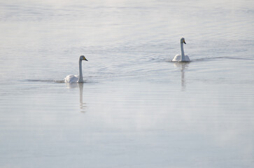 Whooper swans Cygnus cygnus on the Kushiro River. Kushiro. Hokkaido. Japan.