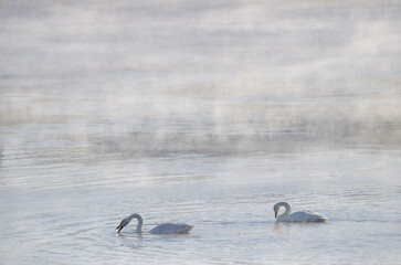 Whooper swans Cygnus cygnus on the Kushiro River. Kushiro. Hokkaido. Japan.