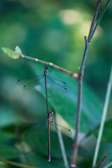 林の中の昆虫　二匹のトンボ