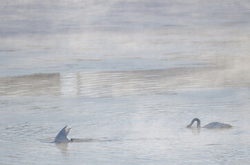 Whooper swans Cygnus cygnus searching for food. Kushiro River. Kushiro. Hokkaido. Japan.