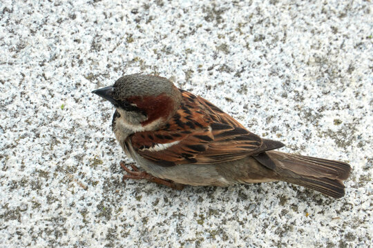 sparrow on the ground