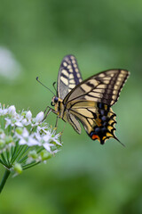 黄アゲハ　ニラの花に留まる蝶々