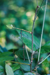 林の中の昆虫　二匹のトンボ