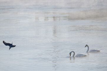 Whooper swans Cygnus cygnus and common gull Larus canus fishing. Kushiro River. Kushiro. Hokkaido. Japan.