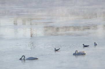 Whooper swans Cygnus cygnus and common gulls Larus canus. Kushiro River. Kushiro. Hokkaido. Japan.