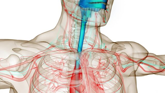 Human Digestive System Anatomy Animation Concept