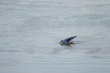 Black-headed gull Chroicocephalus ridibundus fishing. Kushiro River. Kushiro. Hokkaido. Japan.