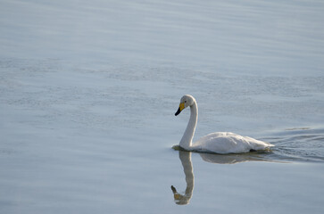 Whooper swan Cygnus cygnus on the Kushiro River. Kushiro. Hokkaido. Japan.