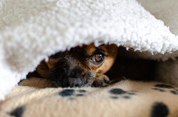 Brown chihuahua under a white blanket