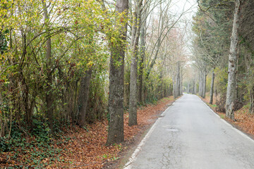 Road in the middle of a forest with arbole. Brown fallen leaves. Fog in the background
