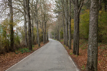 Road in the middle of a forest with arbole. Brown fallen leaves. Fog in the background