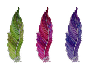 Feathers are bright colored in the set