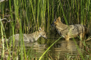 black backed jackal in the water