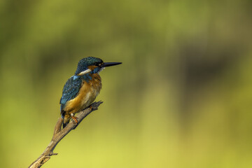 Fototapeta premium kingfisher on branch