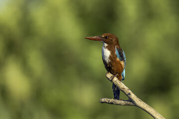 kingfisher on the branch