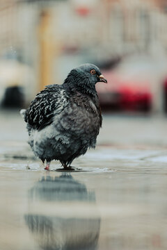 Pigeon mouillé en ville sous la pluie