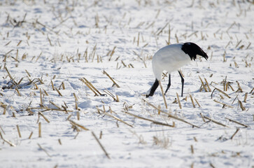 Red-crowned crane Grus japonensis searching for food on a snowy meadow. Kushiro. Hokkaido. Japan.