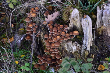 Mushrooms in Autumn in the Fen Grundloses Moor, Walsrode, Lower Saxony