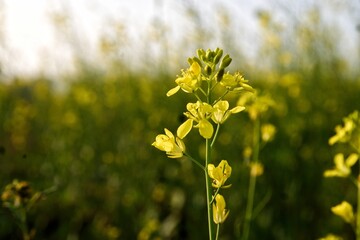 Obraz premium field of yellow rapeseed