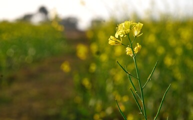 field of yellow flowers