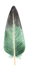 Hand drawn painted watercolor bird feather with gradient in black and green colors. Aquarelle element design with art illustrated quill in boho style. Isolated on white
