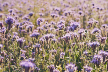 Obraz premium A field with purple flowers as a natural background.