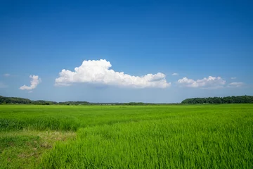 Fotobehang 田園風景 © inoumasa