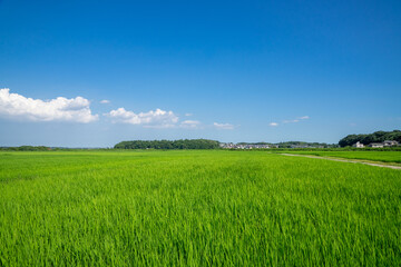 田園風景