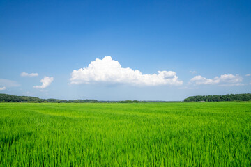 Obraz premium 田園風景