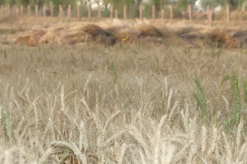 Close-up photo of Wheat grain crop in the field